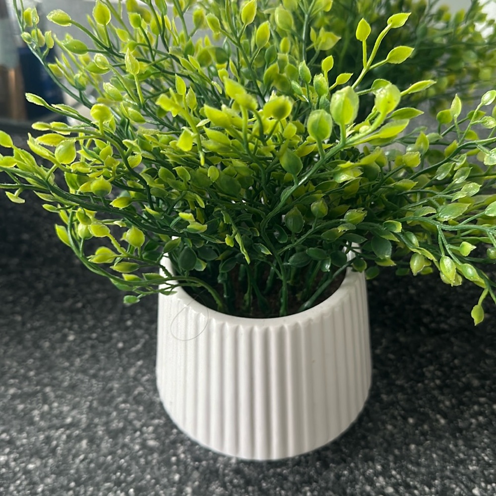 plant